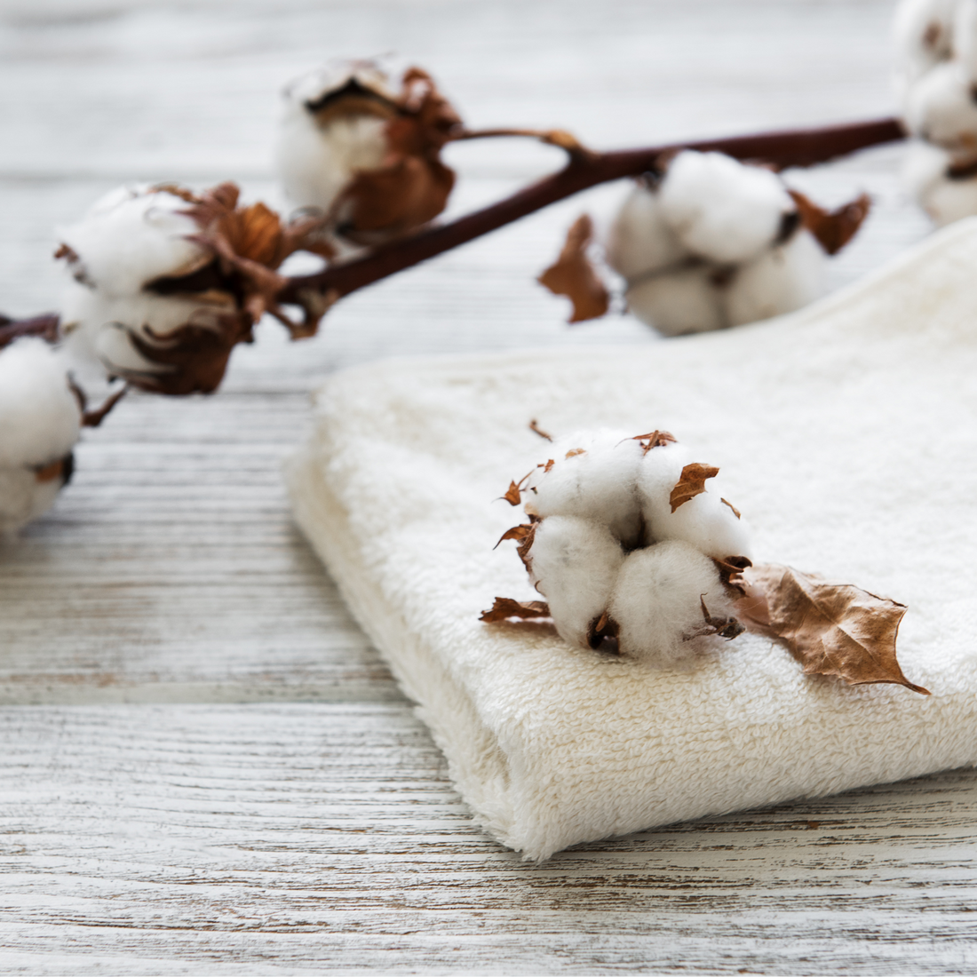 The Rise of Organic Cotton Towels: A Sustainable Choice for Your Home